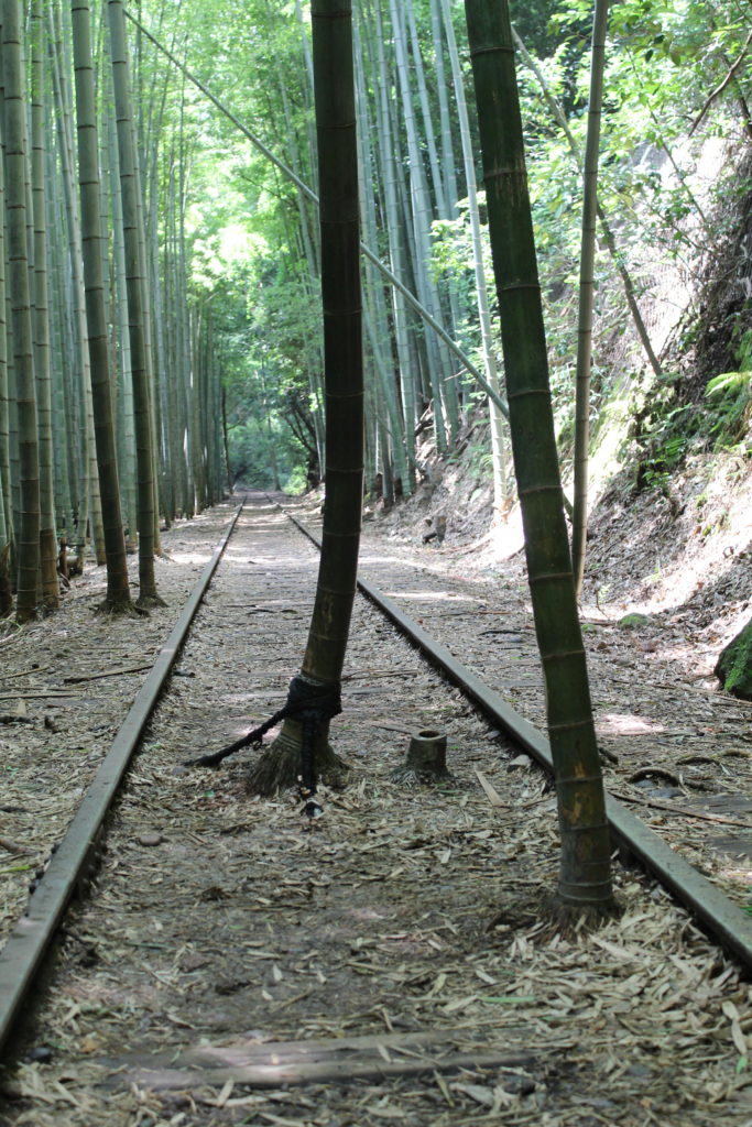 倉吉線廃線跡に伸びる竹