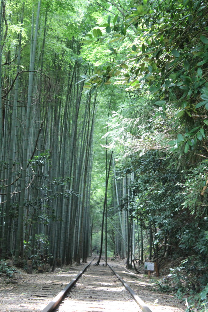 倉吉線廃線跡に伸びる竹